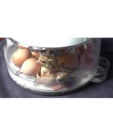 Rcom ECO 10 - Automatic: With several eggs and a chick inside