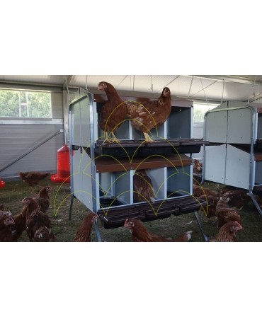 Curral Móvel - 6x10m: Interior; Com galinhas durante o dia
