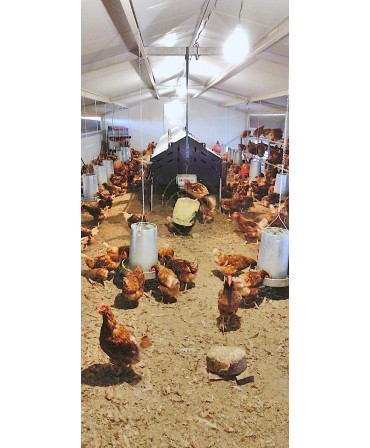 Curral Móvel - 6x10m: Interior; Com galinhas à noite