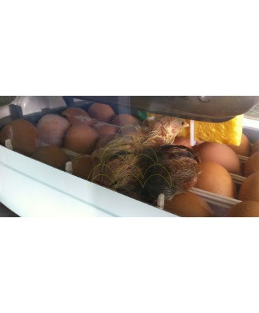 Rcom King Suro S20: Com ovos e pintos no interior
