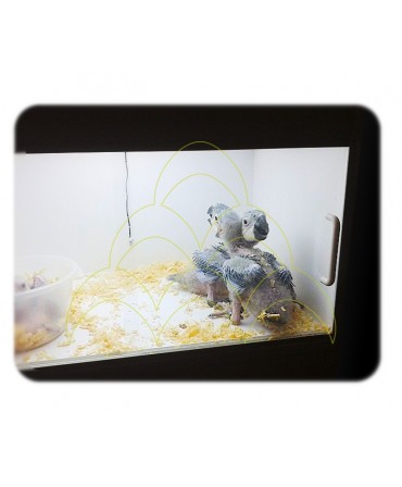 Bird Brooder ECO Large: With parrot chicks inside
