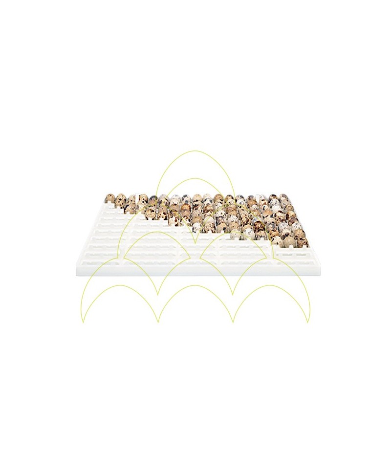 Quail Tray - FIEM - 170 Eggs Quail Tray - FIEM - 170 Eggs