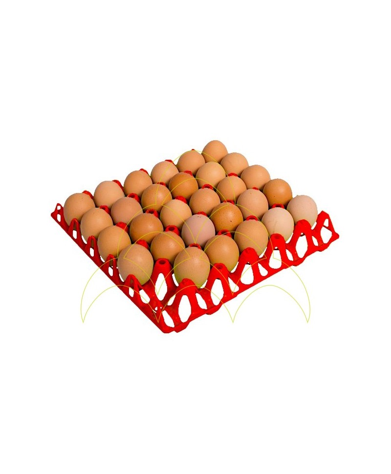 Tray - 30 Eggs - Plastic: With 29 chicken eggs