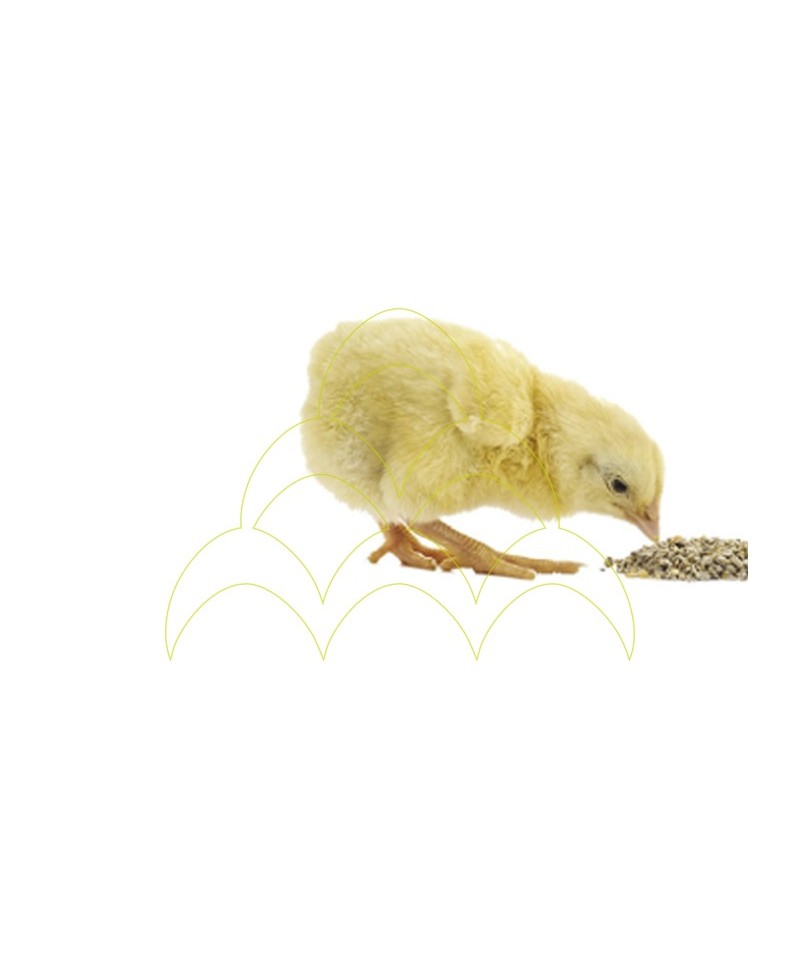 Starter4chicks food 20kg Starter4chicks food 20kg